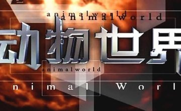 《动物世界》106集赵忠祥版高清合集