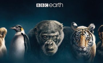 BBC纪录片378部共2500集高清英语中字